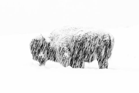 Deze foto van een eenzame bizon tijdens een sneeuwstorm in het Yellowstone National Park leverde Max Waugh de hoofdprijs op in de categorie zwartwit Hij verlengde zijn sluitertijd voor een vervagend effect van de sneeuwvlokken en gebruikte zwartwitfotografie om de grimmige eenvoud van het tafereel te benadrukken