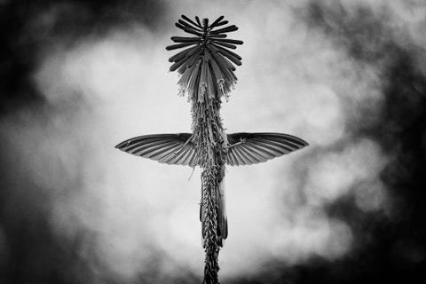 De Nederlandse natuurfotograaf en wetenschapper Jan van der Greef zat tweenhalve dag naast een bloem die in zijn hotelkamer in het zuiden van Peru stond om de foto te maken die hem de eerste prijs in de categorie Zwart en wit opleverde Terwijl de oostelijke bergnimf een kolibriesoort de nectar uit de bloem dronk wachtte hij geduldig totdat het vogeltje achter de steel verdween zijn staart opvouwde en een kruis met de plant vormde