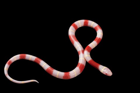 Een albino Nelsons melkslang Lampropeltis triangulum nelsoni