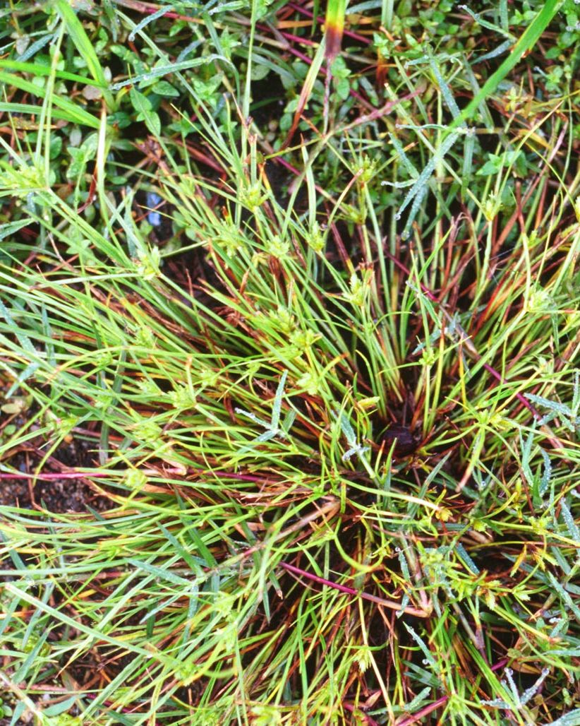 weeds to watch for annual sedge