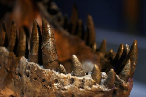 https://www.nationalgeographic.com/content/dam/science/2018/09/21/dino_gallery/11_dino_gallery_gettyimages-615141976.jpg In deze closeup zijn de geduchte tanden van een vrouwelijke Tyrannosaurus rex genaamd Trix te zien die in het natuurhistorisch museum Naturalis in Leiden is te zien Het gefossiliseerde skelet werd in 2013 in Montana VS opgegraven door wetenschappers van Naturalis en is voor bijna tachtig procent compleet waarmee het een van de best bewaarde exemplaren van T rex ter wereld is