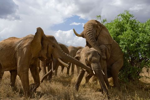 Het paargedrag van olifanten leidt soms tot chaotische taferelen