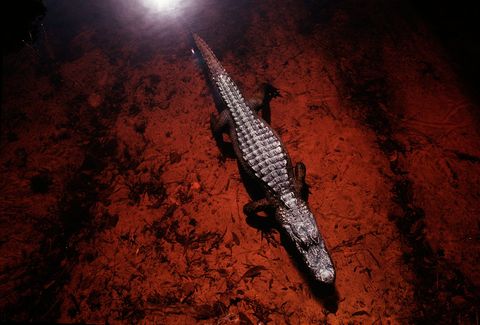 Een Amerikaanse alligator warmt zichzelf in het ondiepe water van het Okefenokee National Wildlife Refuge in Georgia Alligators zijn geen warme en aaibare wezens zegt fotograaf Melissa Farlow maar ik word gefascineerd door dit primitieve reptiel