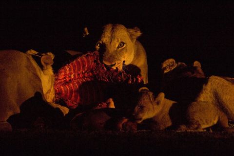 Leeuwinnen en hun welpjes voeden zich in Zambias Luangwa Valley