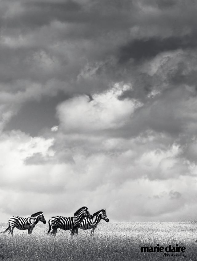 Sky, White, Black, Wildlife, Zebra, Black-and-white, Cloud, Monochrome, Grassland, Monochrome photography, 