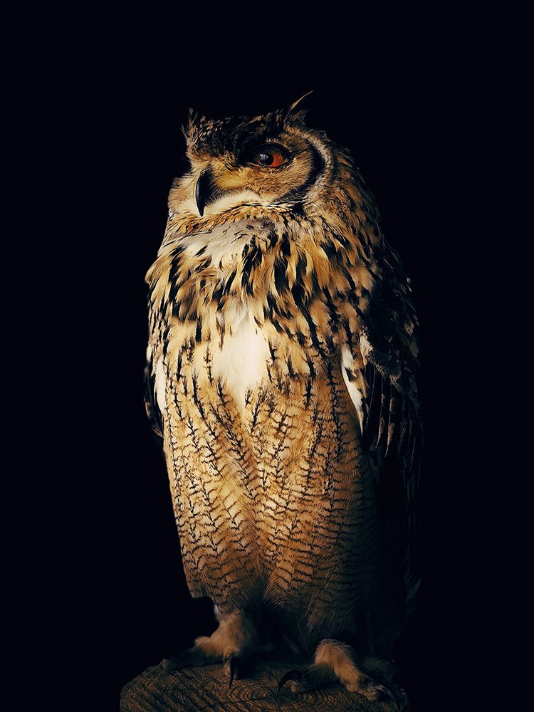 Bird, Owl, Bird of prey, Beak, Feather, Falconiformes, Falcon, Wildlife, Accipitriformes, 