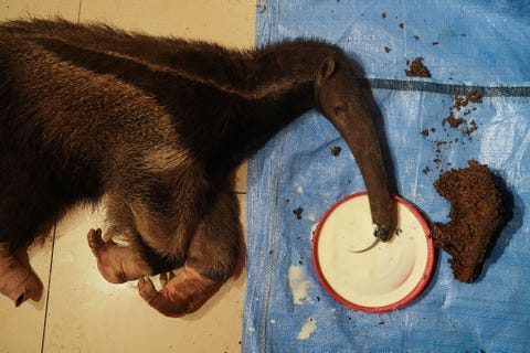 Miereneter Valentina was een van de zeventig dieren die in september door medewerkers van een kleine opvang werden gered uit gebieden waar bosbranden woedden rond de Boliviaanse stad Santa Cruz Het dier had vierdegraads brandwonden aan haar poten Hier doet ze zich tegoed aan melk en termieten