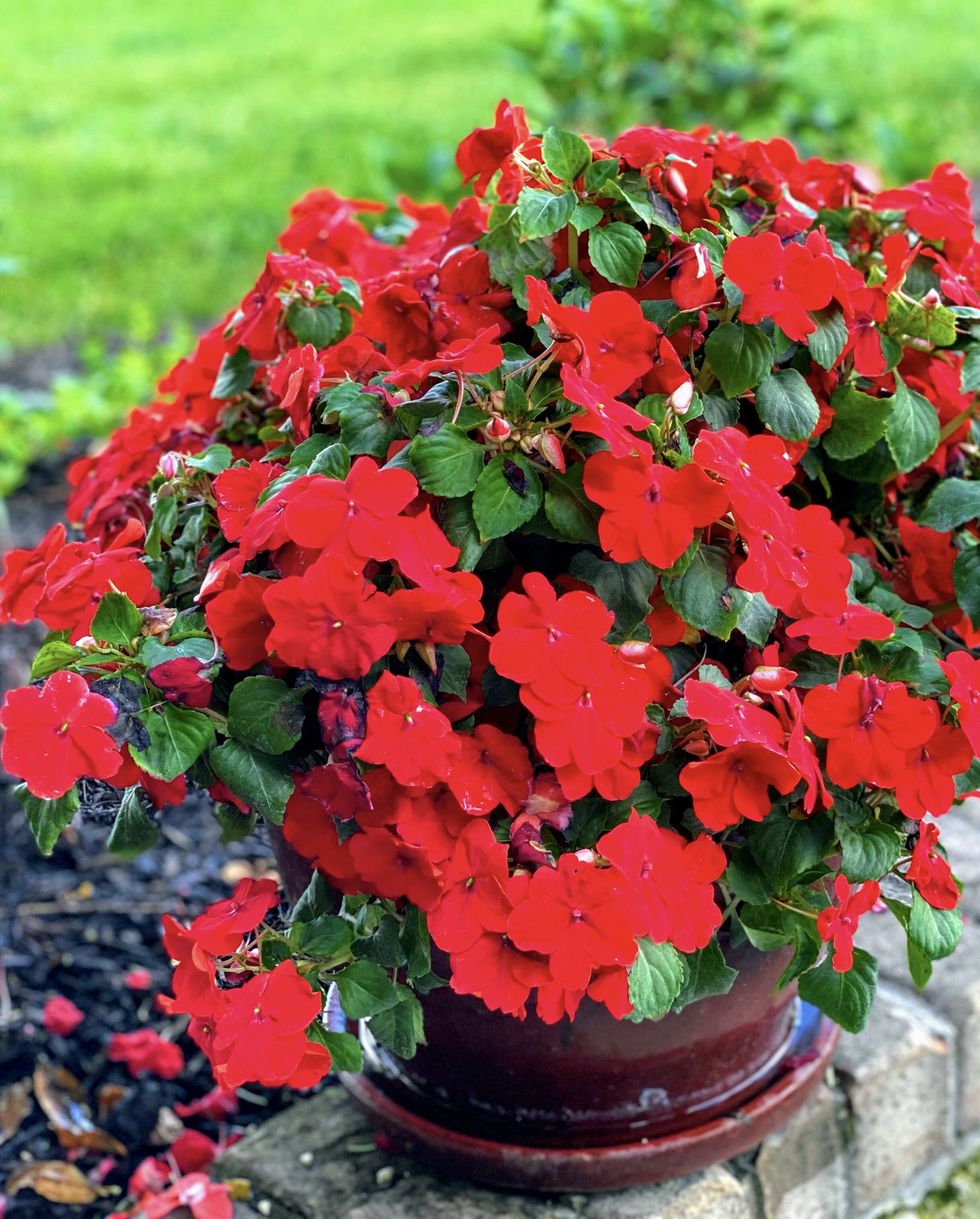 fall flowers for pots containers impatiens