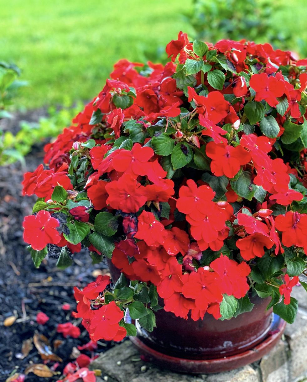 fall flowers for pots containers impatiens