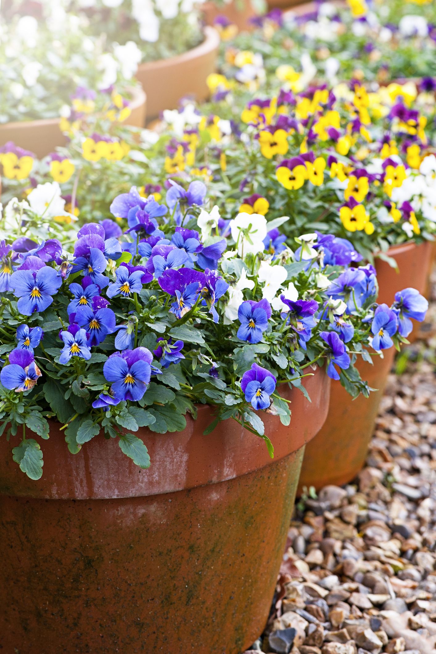 20 Best Fall Flowers For Pots