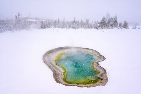 YELLOWSTONE NATIONAL PARK, WYOMING, VS YELLOWSTONE NATIONAL PARK WYOMING VS Fotograaf Michael Clark en een vriend moesten een zware sneeuwstorm bevroren neusharen en de dreiging van wolven trotseren terwijl ze al langlaufend langs kuddes wilde bizons naar de warmwaterpoelen van Biscuit Basin trokken in het Yellowstone National Park