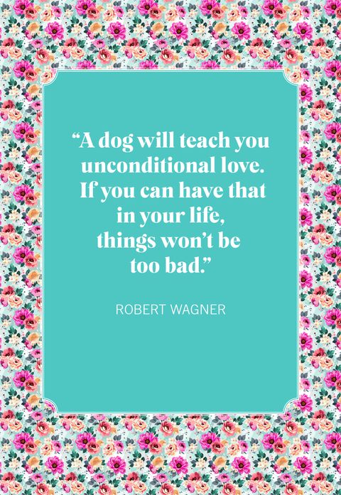 dog quotes robert wagner