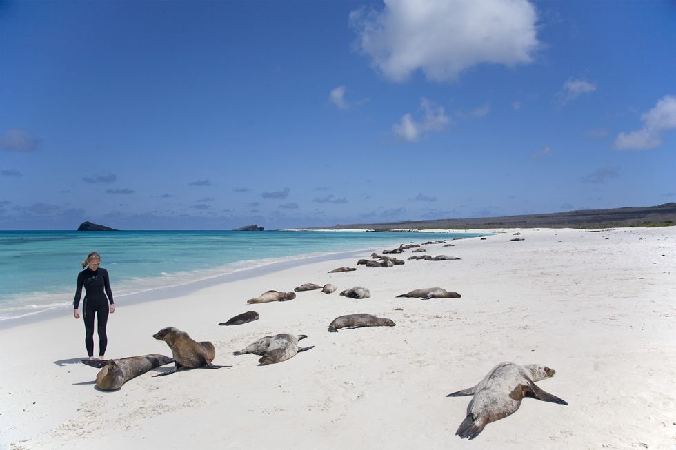 "Ecuador, Galapagos. A young woman watches the sunbathing sea lions."