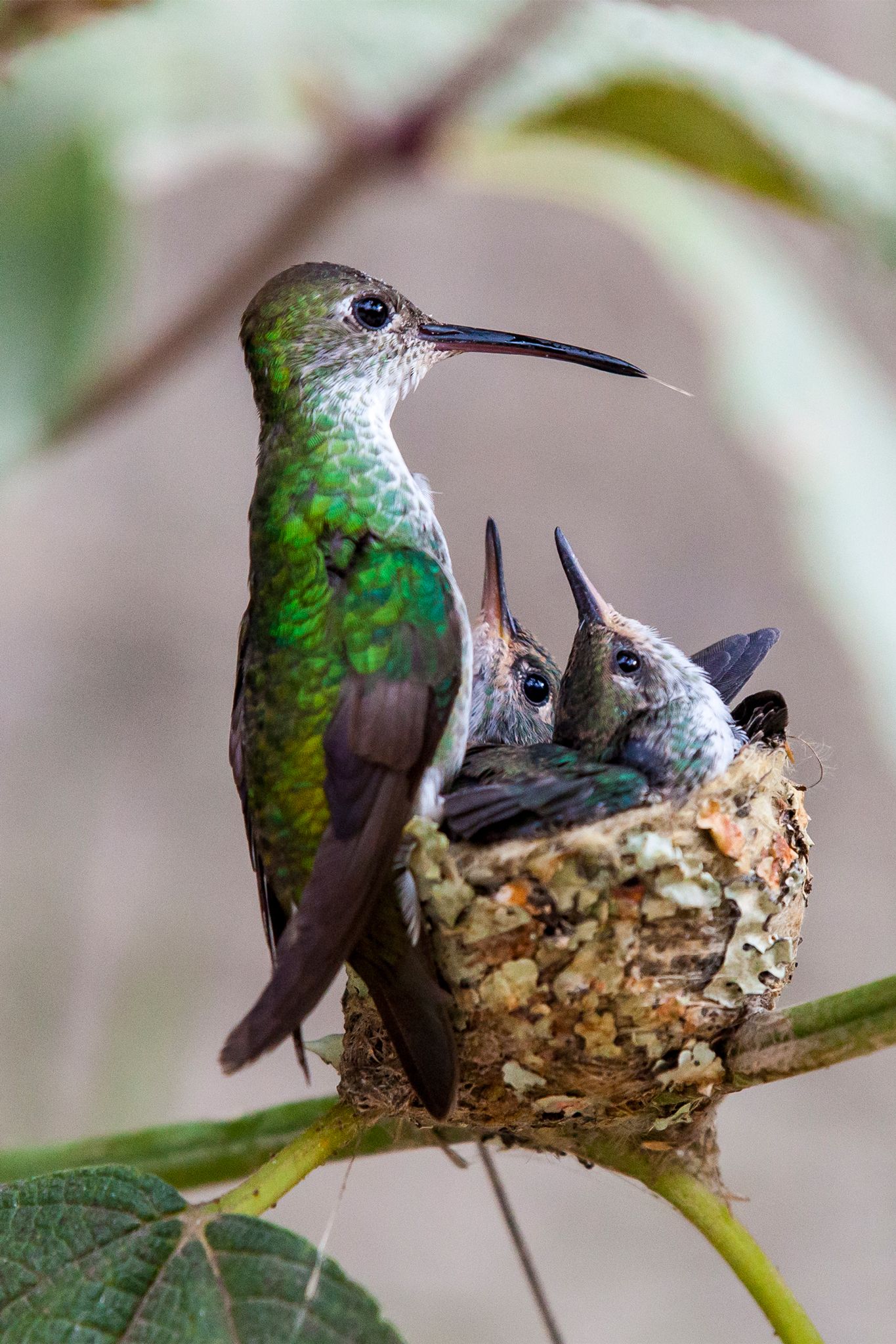 hummingbirds sleeping upside down