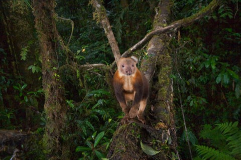 GOODFELLOWBOOMKANGOEROEDe goodfellowboomkangoeroe Dendrolagus goodfellowi is een van de zeldzaamste soorten uit het geslacht van de boomkangoeroes Dit exemplaar werd gefotografeerd in een boom in Het Fojagebergte op NieuwGuinea Als gevolg van habitatverlies balanceert de soort op het randje van uitsterven