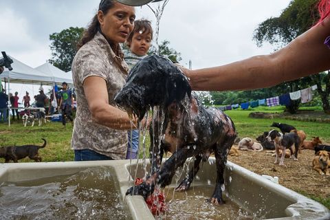 Vrijwilligers bezoeken het Territorio de Zaguates om de honden een dag lang in de watten te leggen ze wassen knippen en ontwormen de dieren en behandelen hun huidaandoeningen