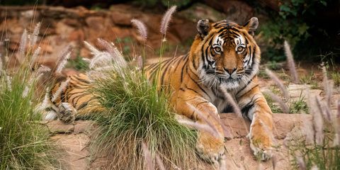 national zoological gardens of south africa pretoria tiger