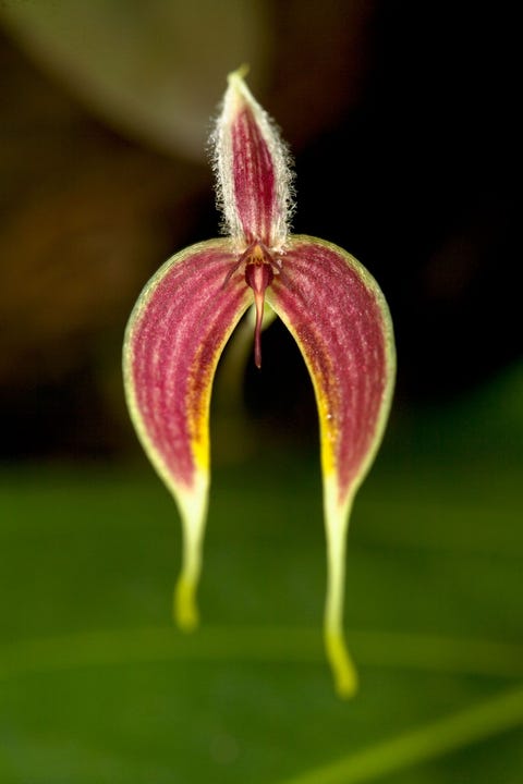 De Bulbophyllum blumei komt voor in OostMaleisi Bulbophyllum is het grootste orchideengeslacht ter wereld en kent meer dan tweeduizend soorten Veel van de bloemen hebben de geur van rottend vlees om vliegen aan te trekken voor de bestuiving
