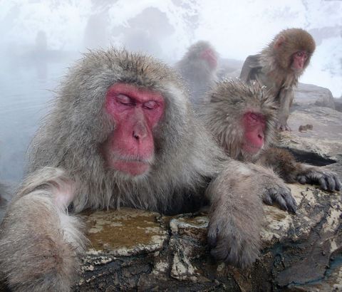 Japanse makaken rusten uit in de thermale bronnen van Nagano in Japan