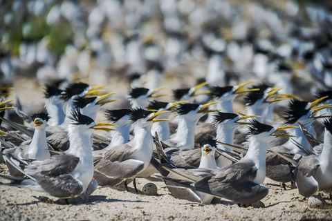 De grote kuifstern Thalasseus bergii broedt op het Bird Islet in het Noordatol van het Tubbataharif Als broedkolonie voor zeevogels is het rif van vitaal belang en biedt het toevlucht aan honderd vogelsoorten