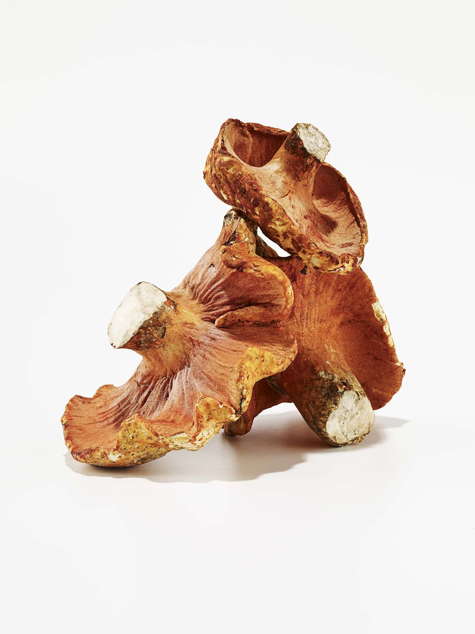 lobster mushrooms on a white background