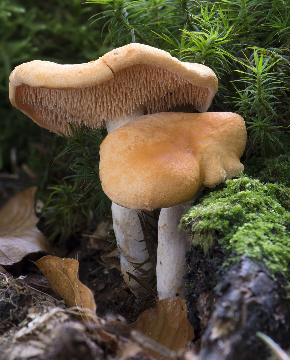 hedgehog mushroom in nature with moss and rocks