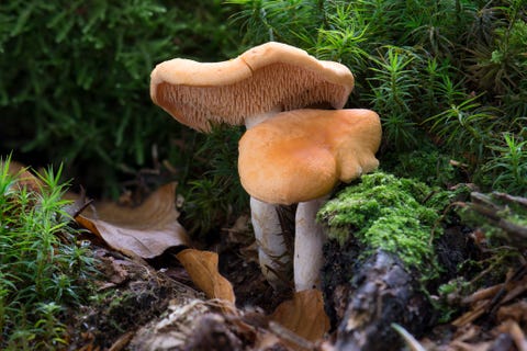 hedgehog mushroom in nature with moss and rocks