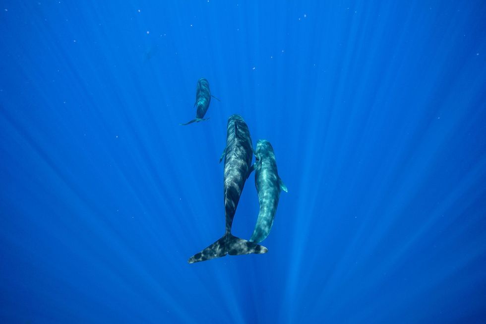 Net als de orka is de langvin grienden een grote dolfijn die familiepods vormt De zeer sociale soort dankt zijn bijnaam aan hun neiging om een leider of piloot te volgen tijdens langdurige migraties