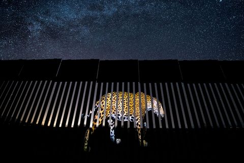 De Mexicaanse fotojournalist Alejandro Prieto won de hoofdprijs in de categorie fotojournalistiek voor de beste losstaande foto Hij volgde deze Mexicaanse jaguar twee jaar lang aan beide zijden van de AmerikaansMexicaanse grens Daarna projecteerde hij een foto van het dier op een afbeelding van de grensmuur om te laten zien hoe de beoogde uitbreiding van de muur bewegingsruimte van wilde dieren in deze belangrijke habitat zou benvloeden