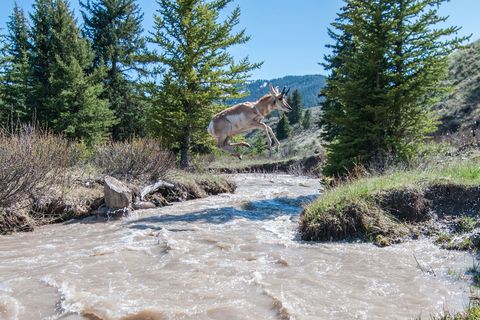 Pronghornantilopen springen meestal niet maar dit migrerende dier in het westen van Wyoming doet wat nodig is om een stroom over te steken die is aangezwollen door de smeltende sneeuw
