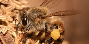 Bee, Honeybee, Insect, Megachilidae, Membrane-winged insect, Invertebrate, Pollinator, Tachinidae, Net-winged insects, Close-up, 