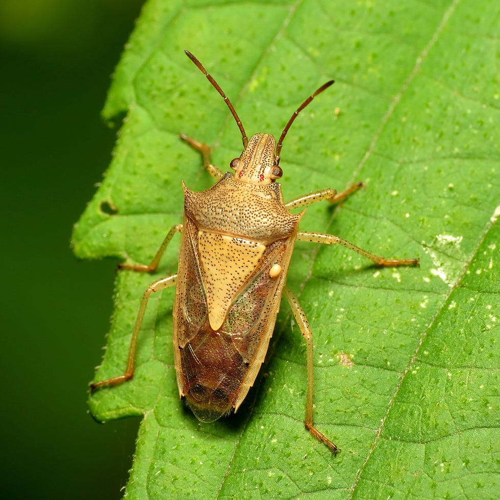 Stink Bug Pictures - How to Identify Common Stink Bugs in U.S.