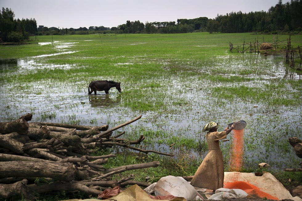 Een vrouw zorgt voor het graan in het regenseizoen bij Bahir Dar in Ethiopi Het land heeft het hoogste percentage jonge huwelijke ter wereld Met n op de twee meisjes die trouwt voor hun achttiende verjaardag en n op de vijf meisjes die trouwt voordat ze vijftien jaar zijn Desondanks is de situatie in Ethiopi langzaam aan het verbeteren met organisaties die de houding ten opzichte van jonge huwelijken veranderen en die een omgeving creren waarin meisjes kunnen gedijen