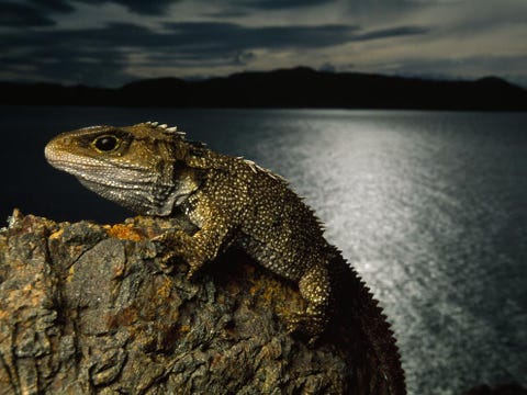 Een brughagedis of tuatara klampt zich vast aan een rotseilandje voor de kust van NieuwZeeland Deze reptielen lijken nog maar weinig op hun verwanten uit de Jura Zoals veel reptielensoorten van tegenwoordig wordt dit levende fossiel in zijn voortbestaan bedreigd