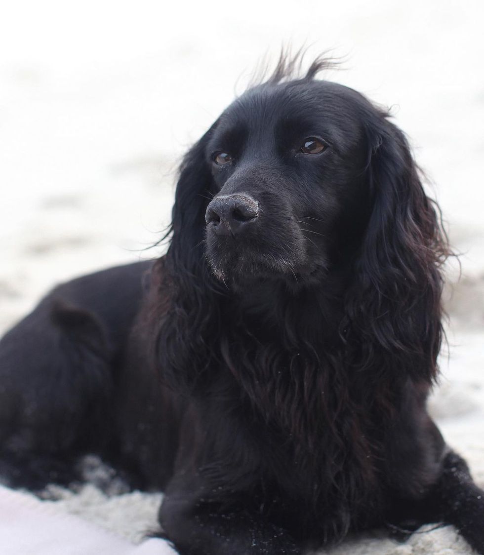 a black dog sitting in the snow