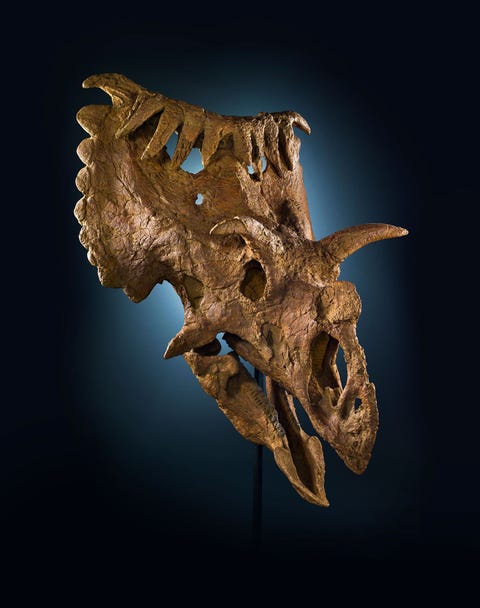 https://www.nationalgeographic.com/content/dam/science/2018/09/21/dino_gallery/12_dino_gallery_nationalgeographic_1906167.jpg Deze zeldzame schedel behoorde toe aan een verwant van de Triceratops genaamd Kosmoceratops richardsoni die zo groot was als een neushoorn De dinosaurir uit de groep van Ceratopsia leefde in het late Krijt op de landmassa Laramidia nu het westelijk deel van NoordAmerika Kosmoceratops betekent versierd hoorngezicht en deze soort had vijftien hoorns en kammen op zijn schedel elementen die vermoedelijk eerder bedoeld waren om partners aan te trekken en rivalen te imponeren dan als verdedigingsmiddel tegen roofdieren