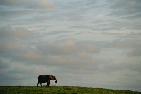 Een eenzame olifant steekt af tegen de weidse hemel boven Gabon