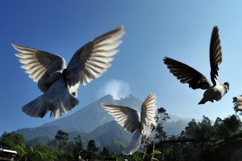 Duiven schrikken op terwijl de Indonesische vulkaan Merapi op 4 juni 2018 kookt De vuurberg staat bekend om zijn pyroclastische stromen  zich snel voortbewegende lawines van gloeiend puin hete gassen en as De Merapi ligt niet ver van de miljoenenstad Yogyakarta en heeft in het verleden plaatselijk veel slachtoffers geist