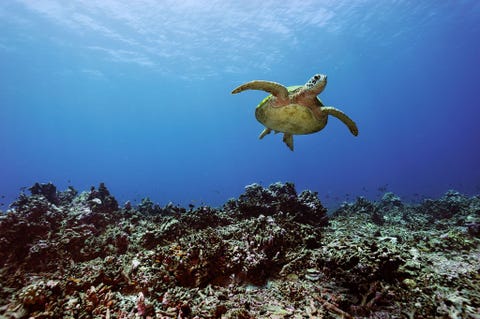 Bij de Phoenixeilanden zwemt een soepschildpad boven een koraalrif