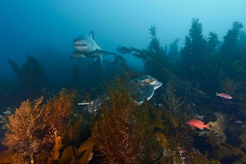 Witte haaien zwemmen voor de kust van de South Neptune Islands