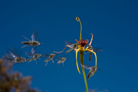 De geur achterna Parasitische mannetjeswespen zwermen rond een geurende orchidee Het duurt minder dan vijf minuten voordat de pas geopende bloem aan stukken is gescheurd door de onderling vechtende mannetjeswespen zegt fotograaf Christian Ziegler