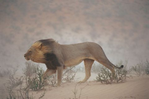 Een leeuw dwaalt door de droge rivierbedding van de Nossob in het Kgalagadi Transfrontier Park vlakbij de grens van twee beschermde gebieden ZuidAfrikas Kalahari Gemsbok National Park en Botswanas Gemsbok National Park