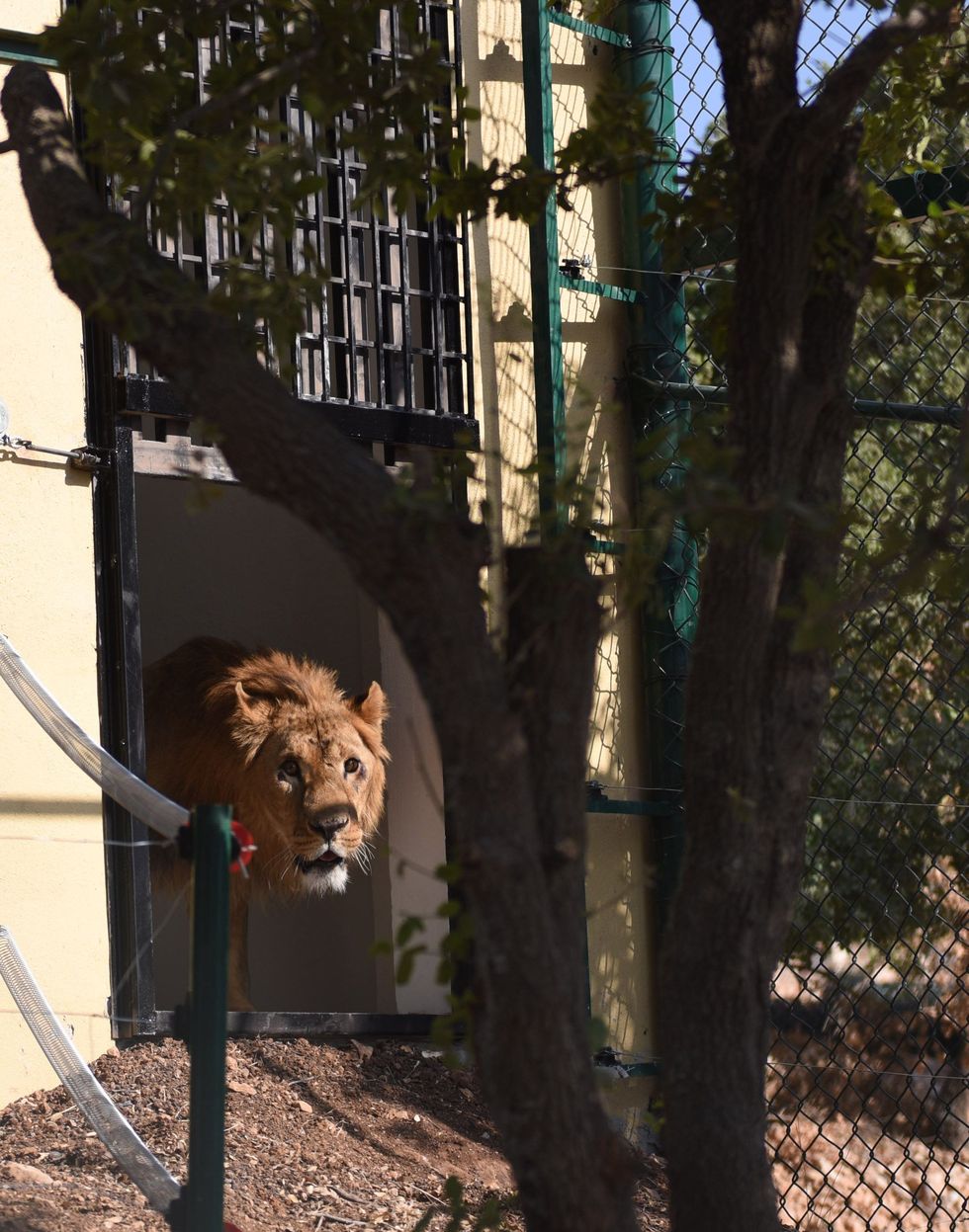 Een leeuw verkent zijn nieuwe verblijf in het opvangcentrum Al Mawa in Jordani Evenals mensen lopen ook dieren in oorlogsgebieden psychologische traumas op door de voortdurende stress dus ze zullen tijd nodig hebben om aan hun nieuwe omgeving te wennen