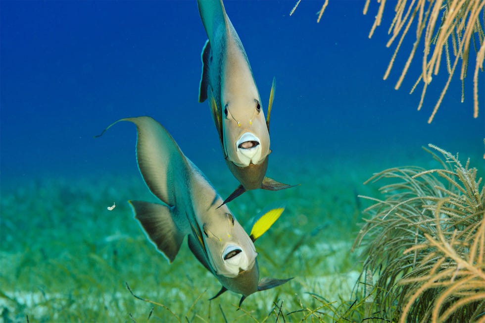Zwarte keizersvissen foerageren bij Lighthouse Reef