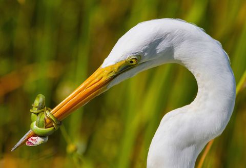 Op deze foto uit de categorie bird behavior heeft een grote zilverreiger het in de Florida Everglades aan de stok met een grasslang
