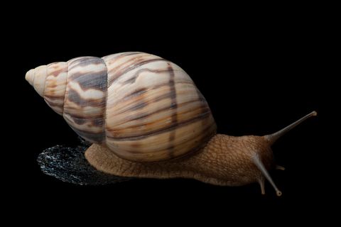 A Stock Island tree snail Orthalicus reses reses a federallyendangered species