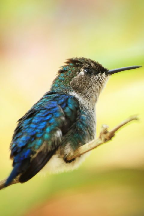 Bird, Hummingbird, Beak, Coraciiformes, Jacamar, Wildlife, Rufous Hummingbird, Pollinator, Perching bird, 