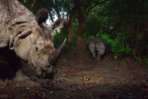INDISCHE NEUSHOORNEen cameraval legde deze foto van een bebloede Indische neushoorn Rhinoceros unicornis vast in het Nationale Park Kaziranga in India Het reusachtige dier is verrassend wendbaar en kan vliegensvlug zijn als ze aanvallen kunnen ze een snelheid van bijna vijftig kilometer per uur bereiken