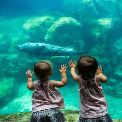 Kinderen bekijken een zeehond in het Aquarium of the Pacific in Long Beach Californi
