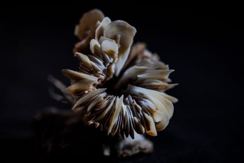 Een exemplaar van een solitair steenkoraal waarschijnlijk van het geslacht Desmophyllum uit de Lydonia Canyon